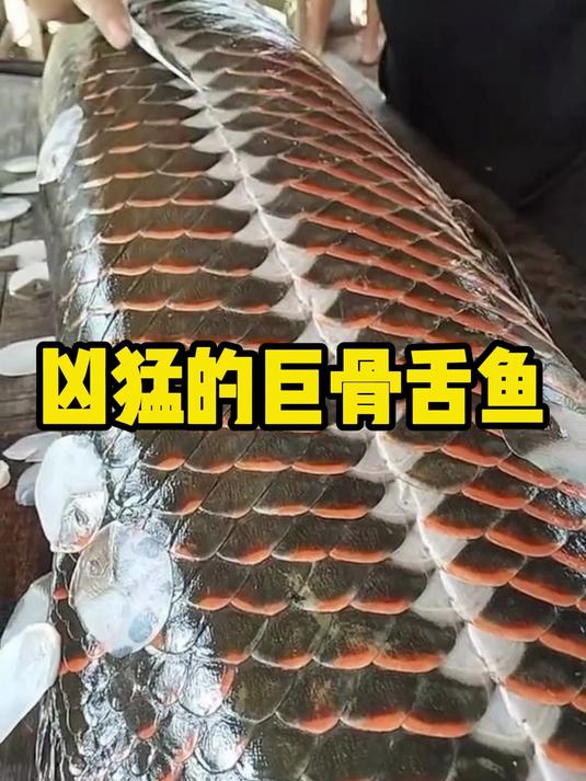 凶猛的巨骨舌鱼,鳞片比钢铁还要坚硬