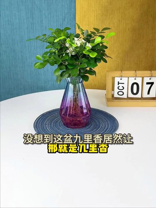 桌面小绿植,九里香微型盆栽,防辐助眠身心更健康