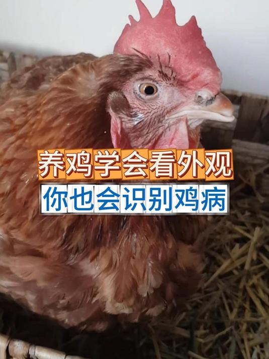 养鸡学会看外观,你也会识别鸡病