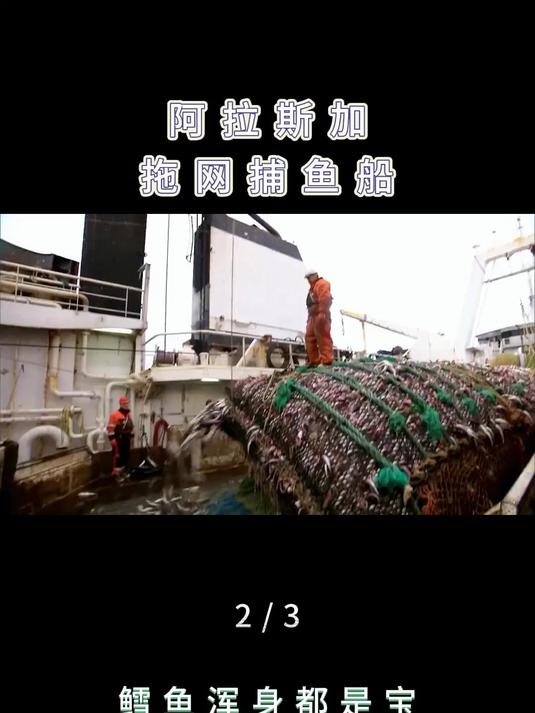 阿拉斯加狭鳕鱼,到底哪些部位最值钱 船舶 长见识