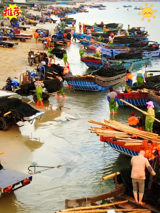 紫菜你选对了吗今年第一次采摘的头水紫菜不要错过哦 头水紫菜