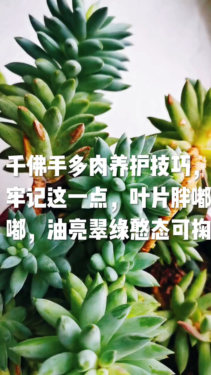 千佛手多肉养护技巧,牢记这一点,叶片胖嘟嘟,油亮翠绿憨态可掬