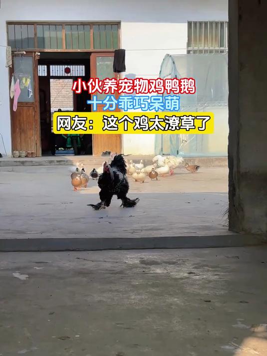 小伙养宠物鸡鸭鹅,十分乖巧呆萌,网友:这个鸡太潦草了