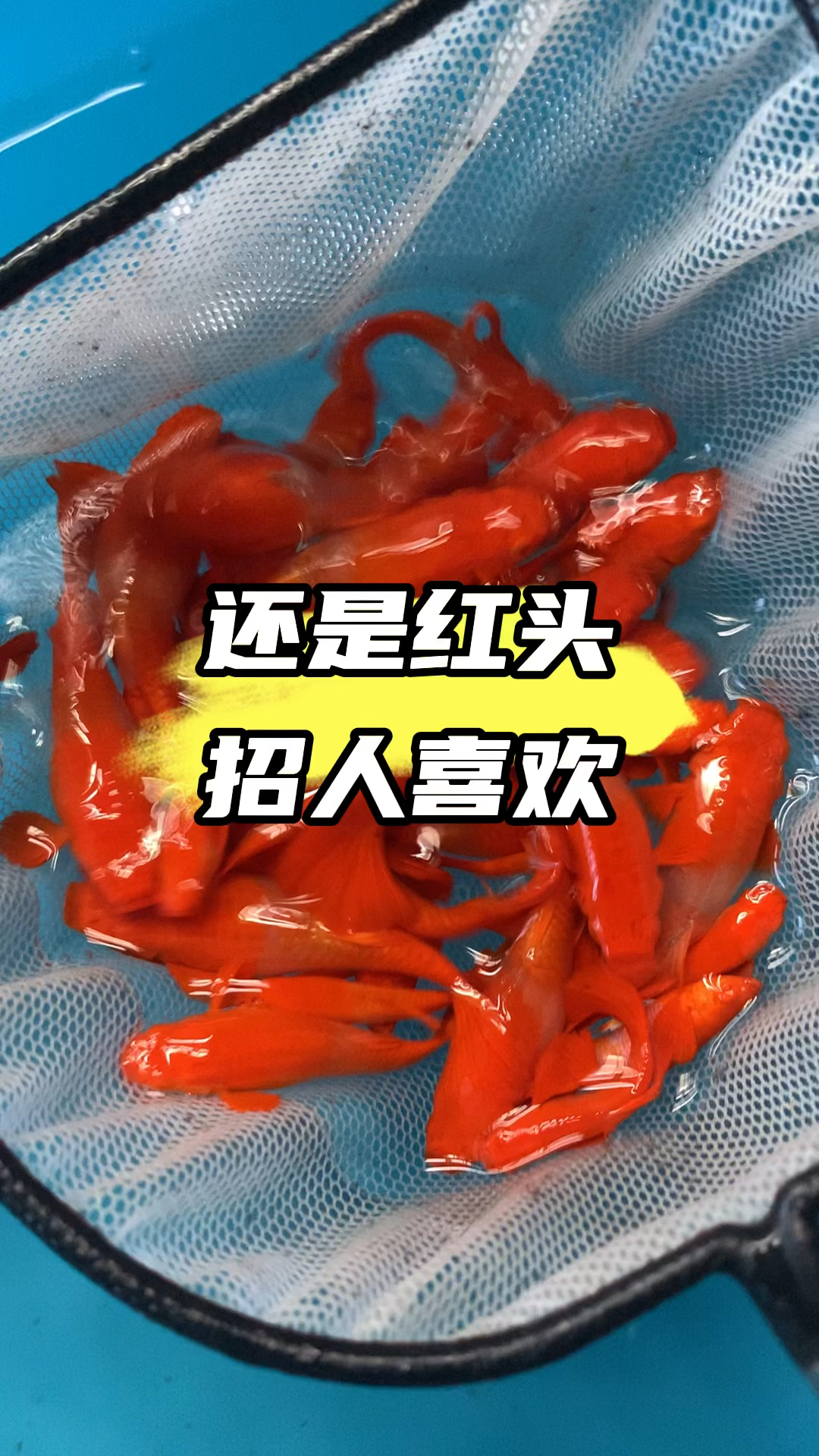 双分水鸿运当头孔雀鱼 #养鱼人 #孔雀鱼 #观赏鱼 #水族 #养鱼养心