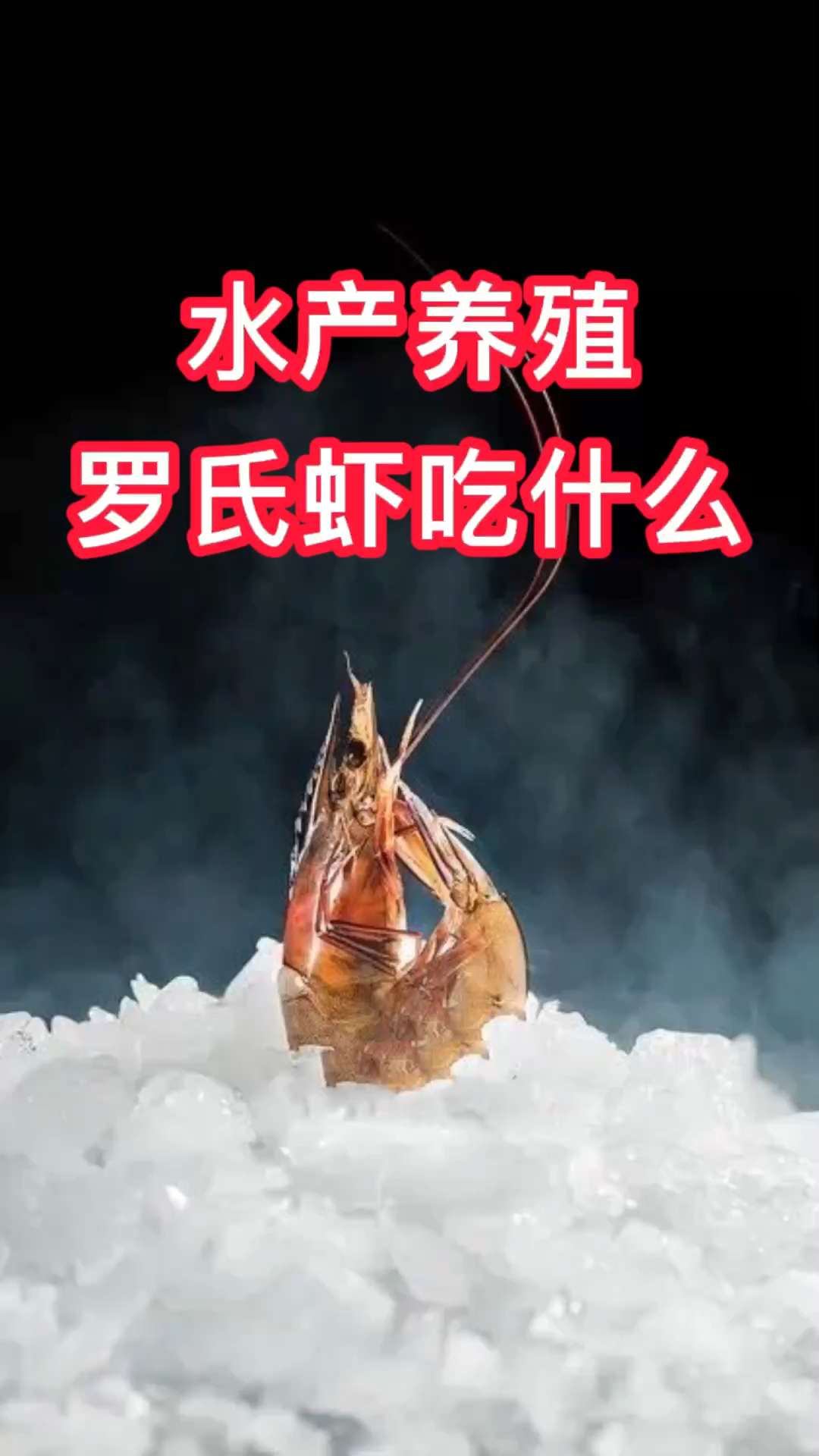水产养殖小知识—罗氏沼虾如何正确投喂