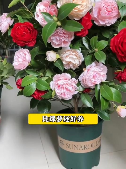 漂亮不输玫瑰,茶花香妃,简单养护开花香!