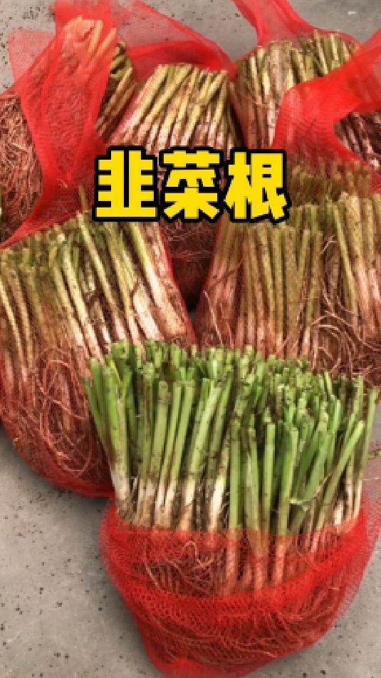 这么好的韭菜,在家就能种,盆栽地栽都可以,你也试试吧