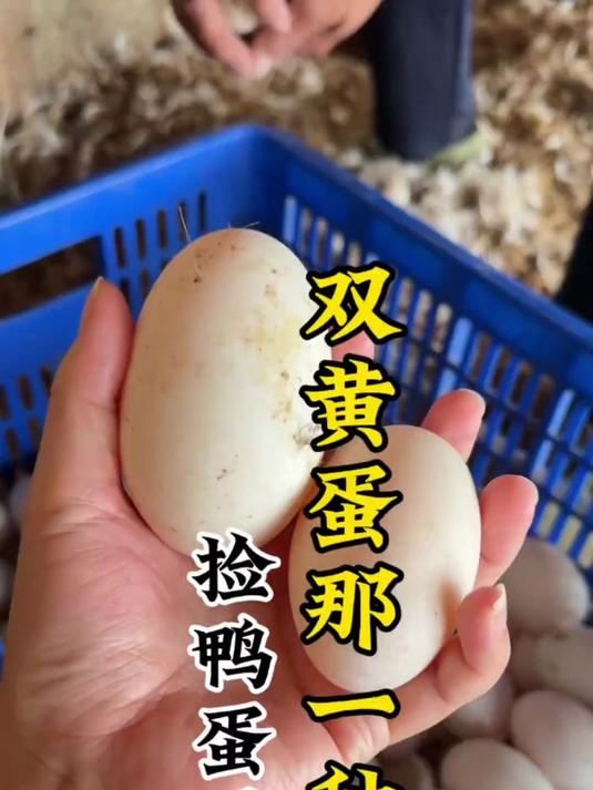 捡鸭蛋吗？双黄蛋那种！一只手拿两个都费劲的那一种