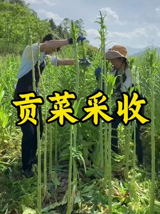 原来我们喜欢吃的嘎嘣脆贡菜是由这样采收晾晒而成