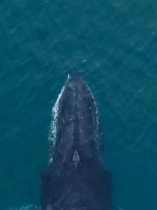 鲸鱼浮出水面呼吸