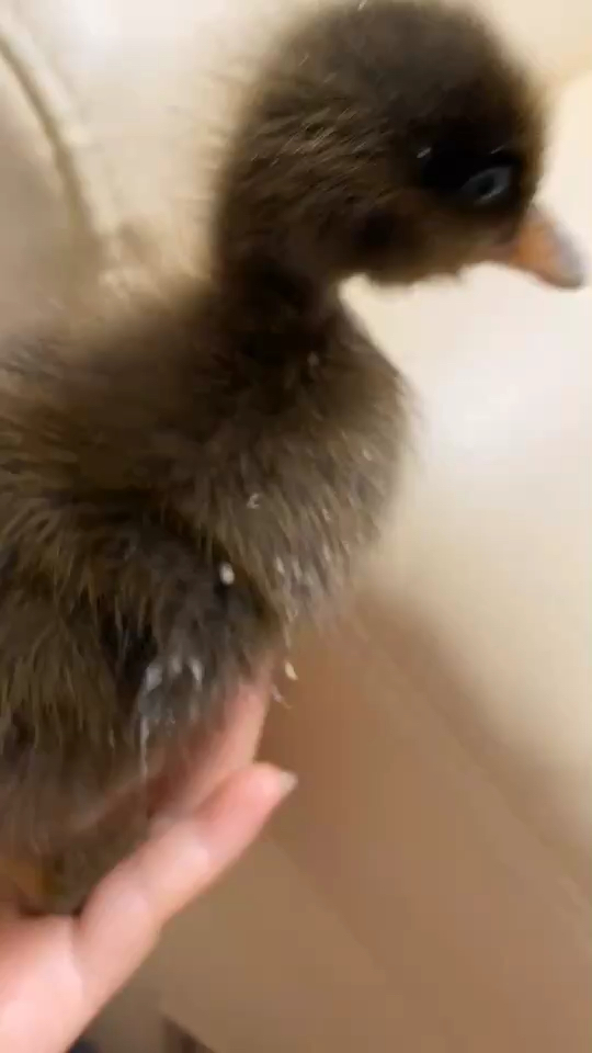 可爱的小鸭鸭非常粘人