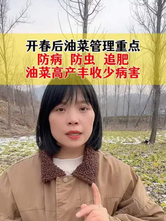 开春油菜咋管理?高产丰收少病害就靠这几招