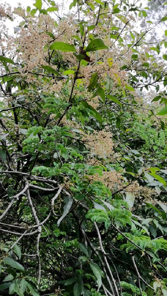 假苹婆鸡冠木红伞郎,花开点点小星星,又称山木棉