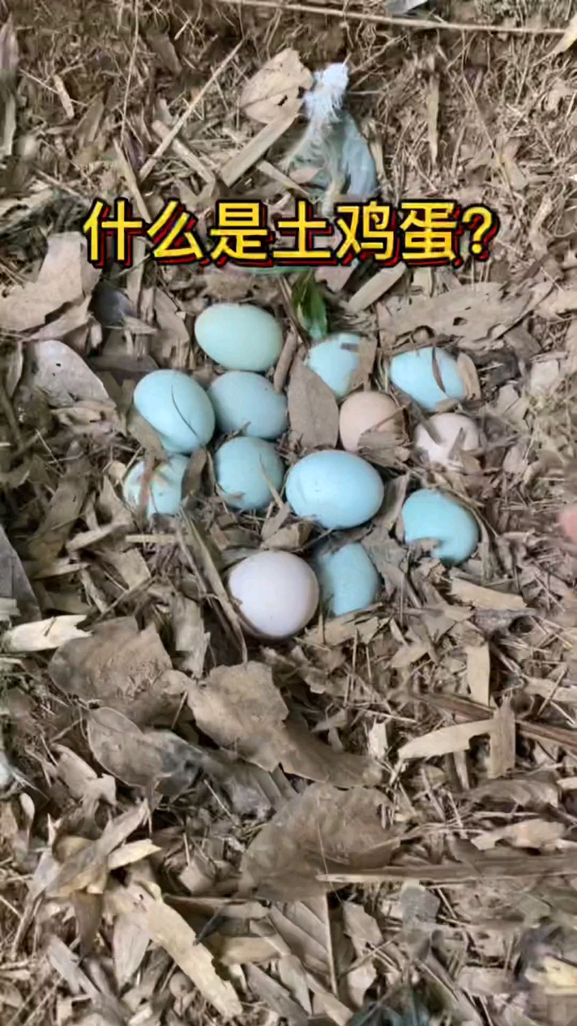 你们知道什么是土鸡蛋吗?