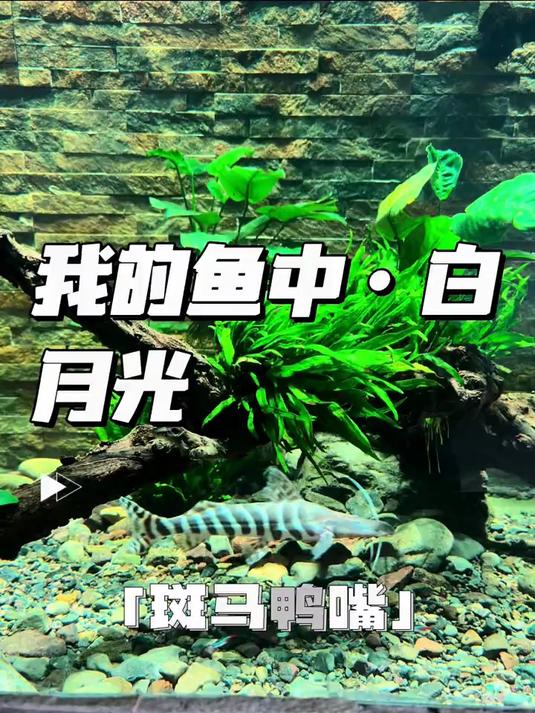 心目中的、鱼中的“白月光”斑马鸭嘴