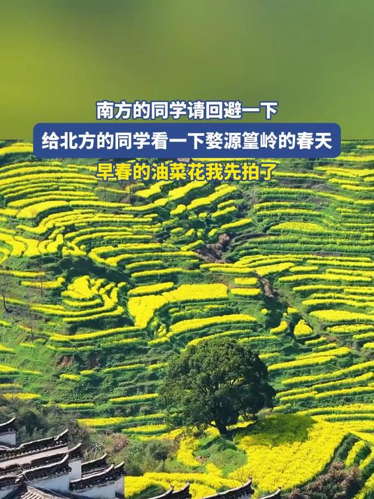 南方的同学请回避一下，给北方的同学看一下婺源篁岭的春天，早春的油菜花我先拍了#马上就出发#