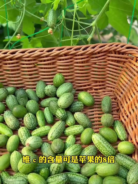 新鲜到货!拇指西瓜种子热卖中