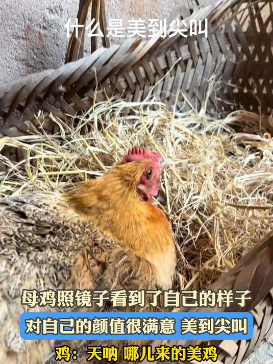 母鸡照镜子看到了自己的样子,对自己的颜值很满意 美到尖叫