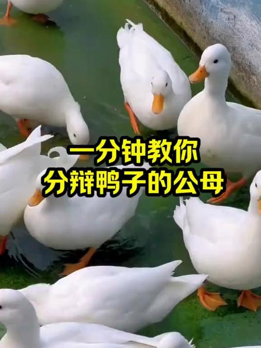 一分钟教你 分辨鸭子的公母