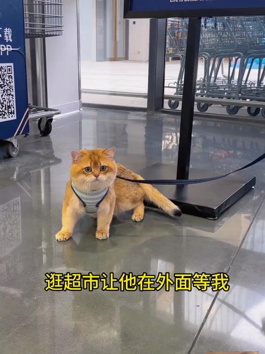 猫:别给钱,给我小鱼干阿