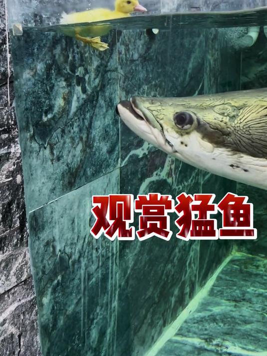 盘点10种大型观赏猛鱼