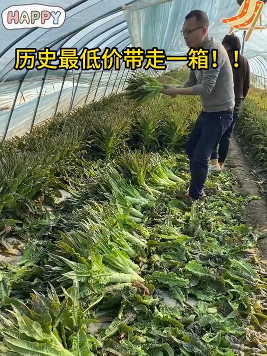 紫叶莴笋大丰收口感甜脆可以当水果吃!