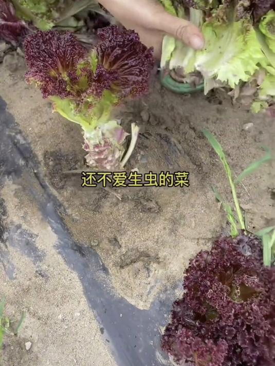 紫叶生菜越掐越长势旺,种子发芽温度广,5-30℃都能长