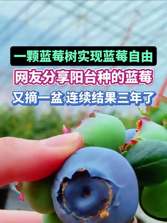 一颗蓝莓树实现蓝莓自由