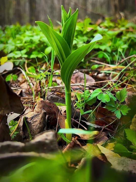 沉浸式挖野菜|把春天从土里挖出来