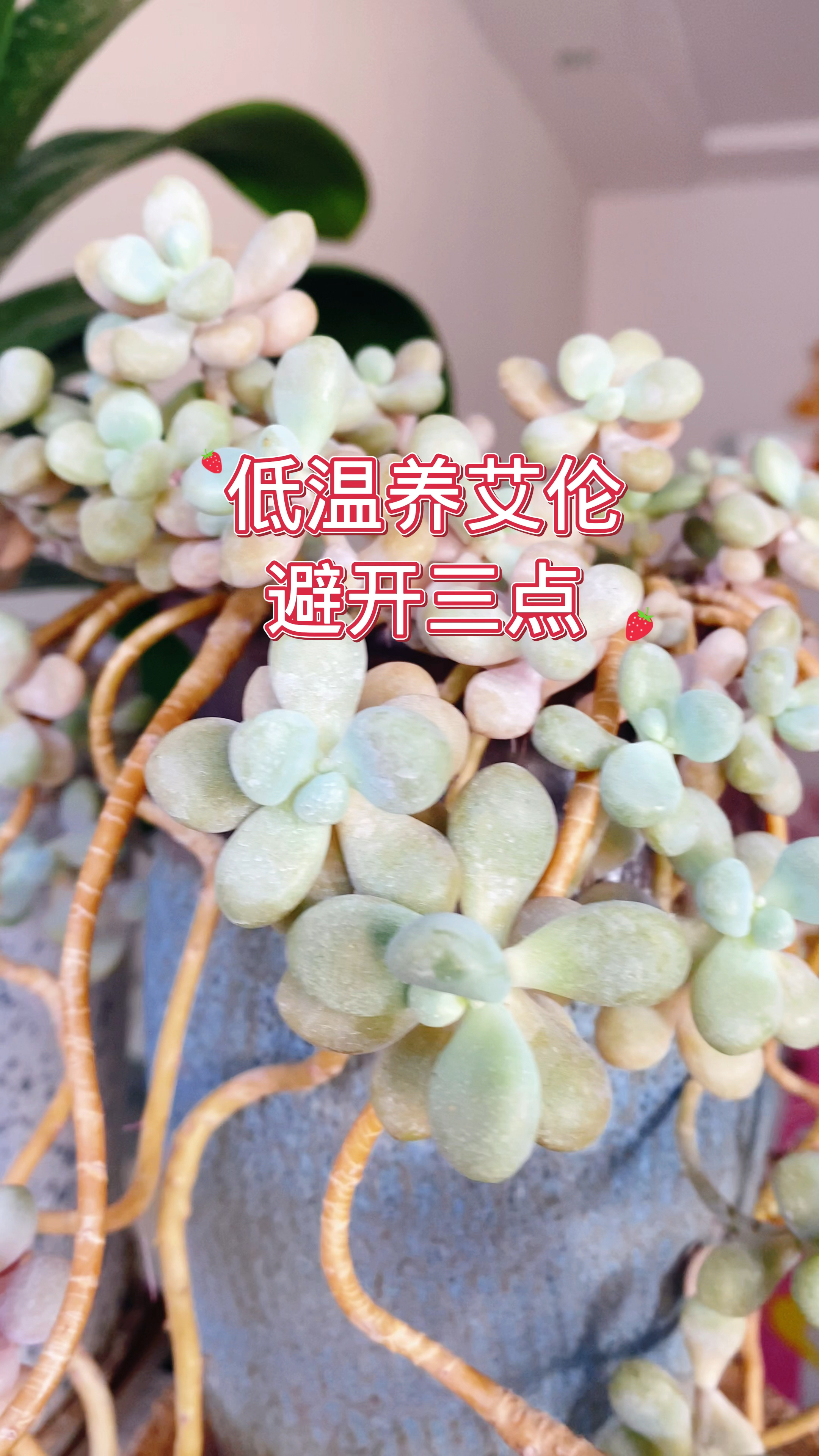 低温养多肉艾伦,避开三点