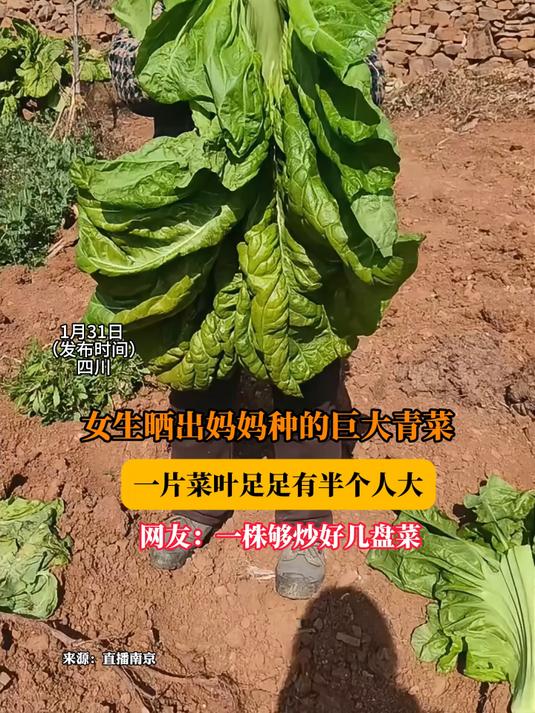 女生晒出妈妈种的巨大青菜,一片菜叶足足有半个人大,网友:一株够炒好几盘菜