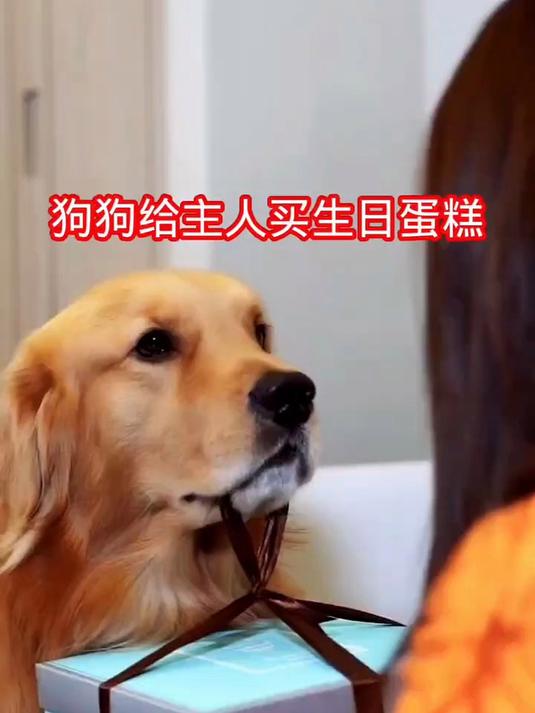懂事的狗狗发现主人生日后,给主人买生日蛋糕