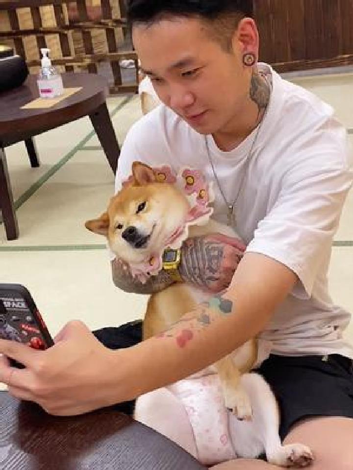 心情不好去撸柴犬 得到了治愈过分可爱每只都是表情包