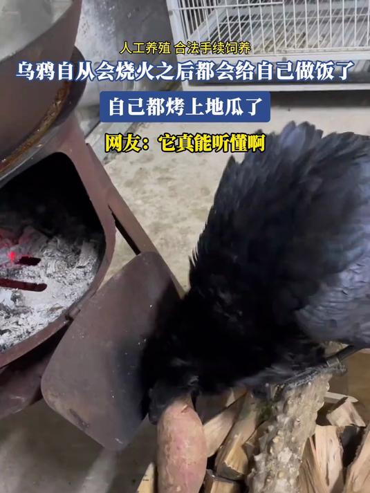 乌鸦自从会烧火之后都会给自己做饭了，自己都烤上地瓜了