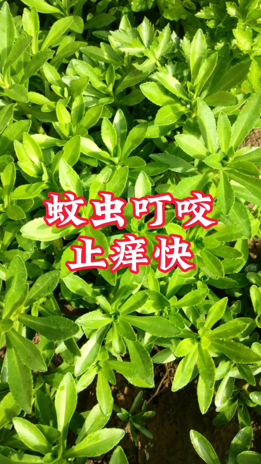 蚊虫叮咬,1片叶子涂抹,快速止痒