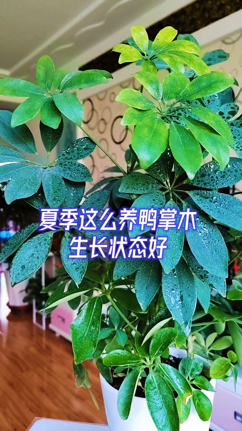 夏季这么养鸭掌木状态好,新叶长到停不下来