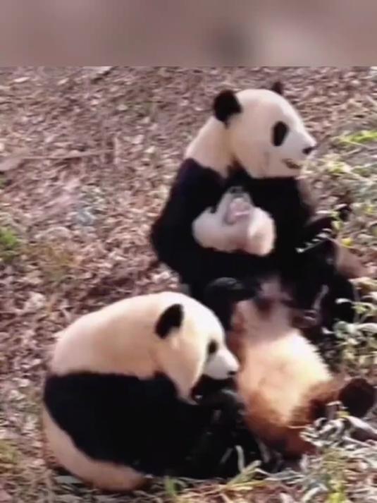 大姐头渝爱,虽说是熊猫界霸道女王,但有件事挺“破功”的