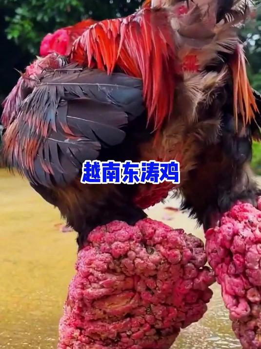 这是鸡界的霸王,越南东涛鸡