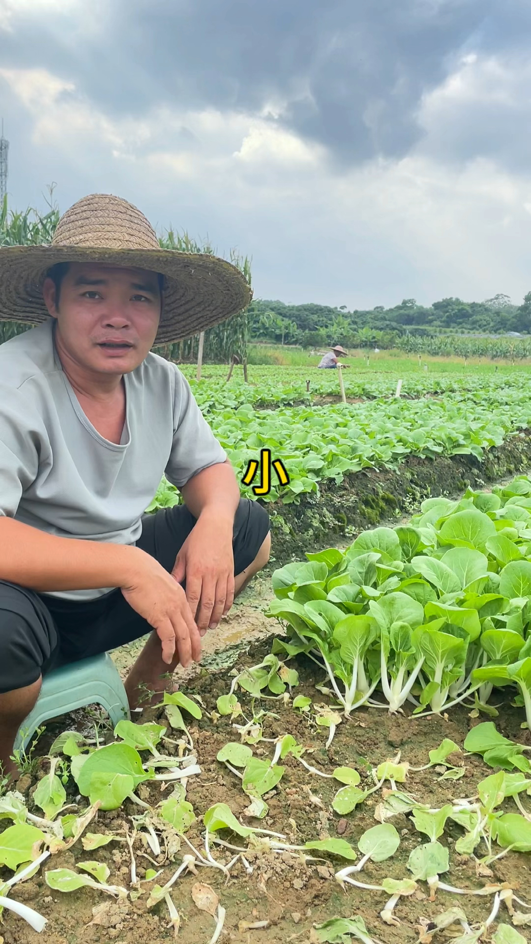 又到适合种植小白菜的季节了