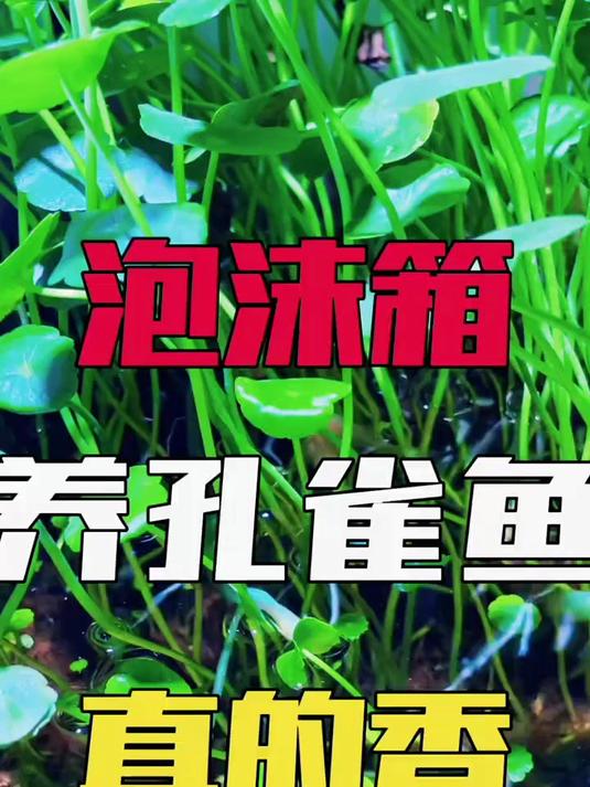 一旦你用泡沫箱养孔雀鱼,你会发现根本养不死