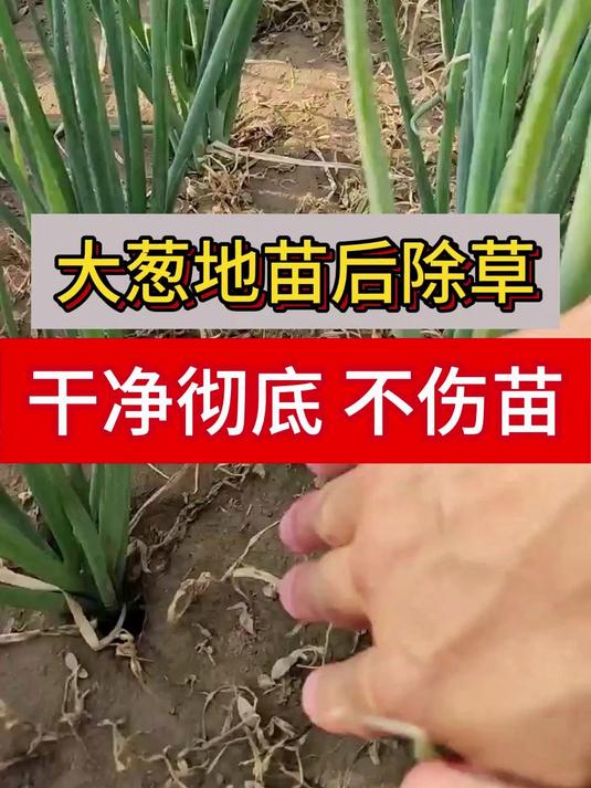 大葱苗后专用地里干干净净