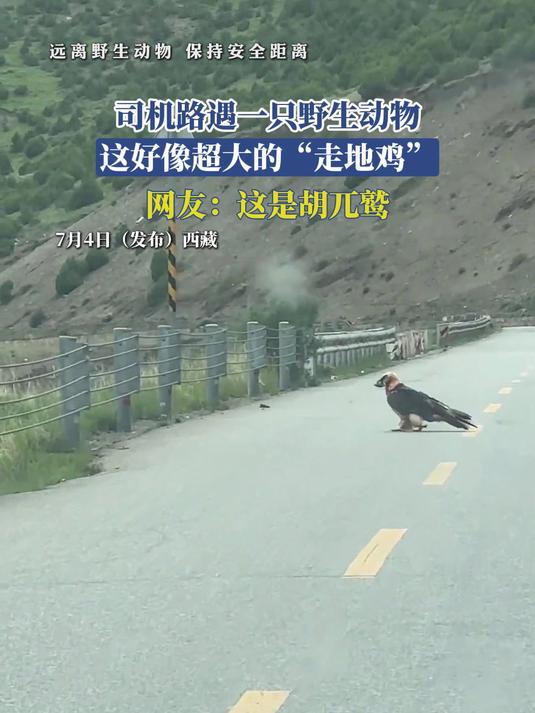 司机路遇一只野生动物，这好像超大的“走地鸡”，网友：胡兀鹫