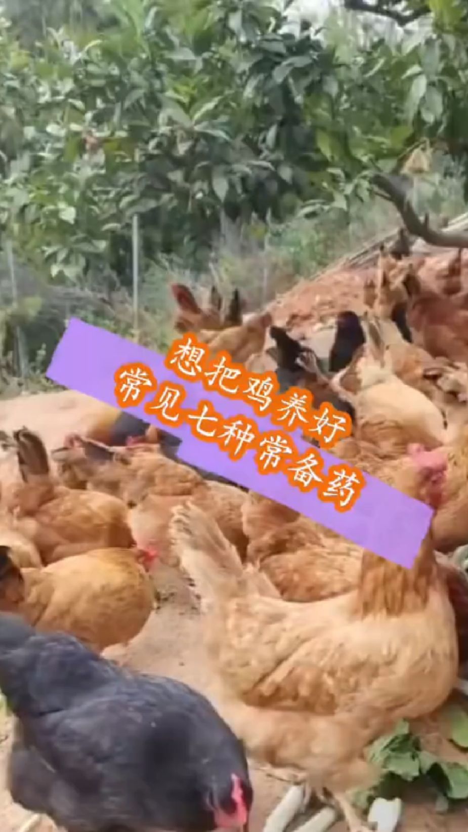 想把鸡养好教你常备七种药