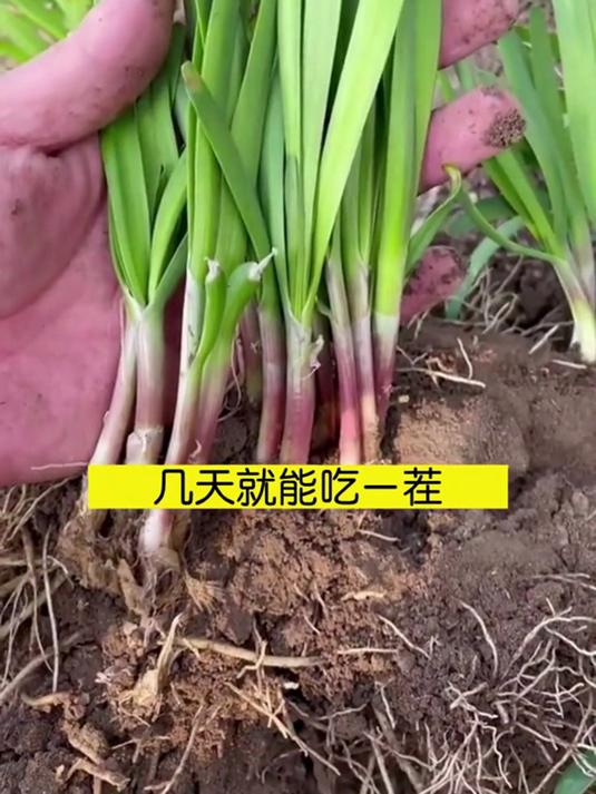 红根韭菜根,茎如竹筷香味浓,炒腊肉香到邻居来敲门