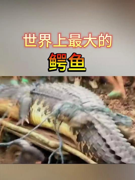 湾鳄!世界上最大的爬行动物,一口能咬碎野牛头骨