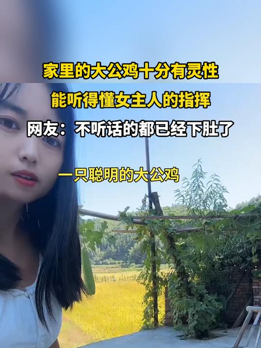 家里的大公鸡很有灵性，能听得懂女主人的指挥