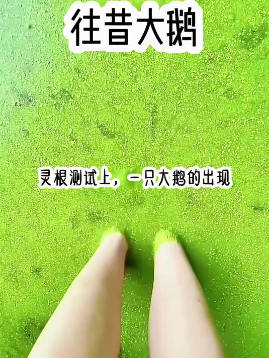 灵根测试上,一只大鹅的出现引得在场大鹅的哄堂大笑