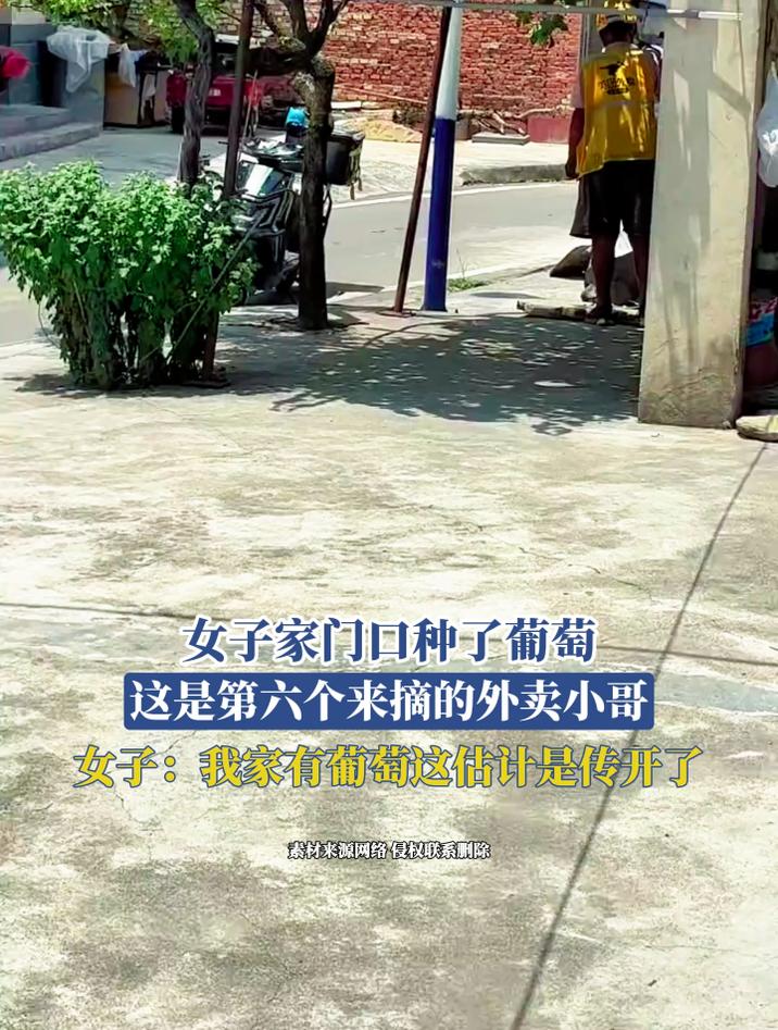 女子家门口种了葡萄,这是第六个来摘的外卖小哥,女子:我家有葡萄这估计是传开了