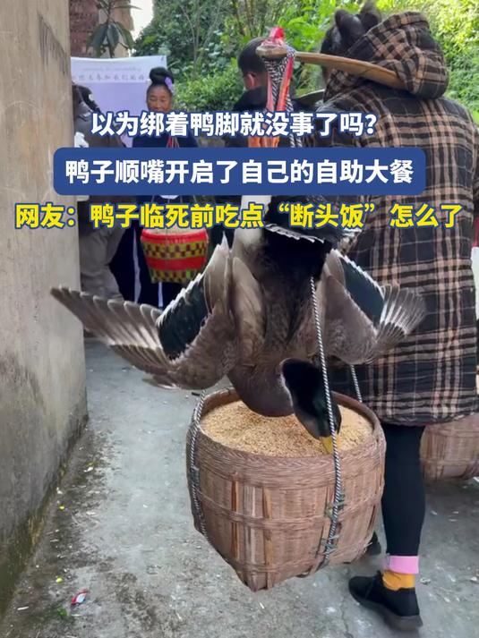 以为绑着鸭脚就没事了吗?鸭子顺嘴开启了自己的自助大餐