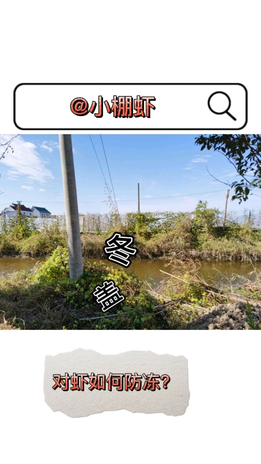 南美白对虾如何防冻